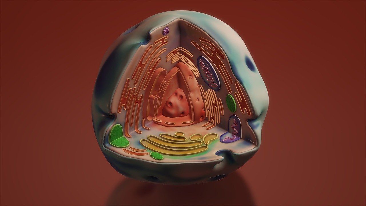 Is Mitochondrial Dysfunction the Missing Link in Your Autoimmune Fatigue?